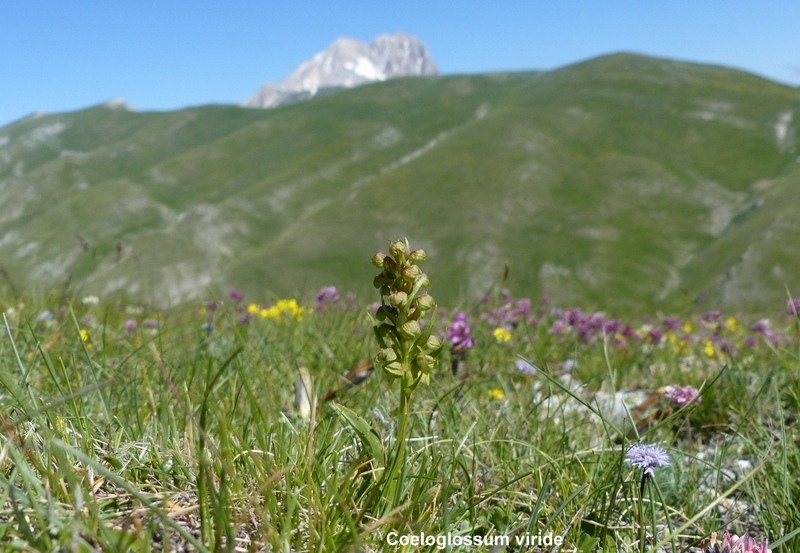 Orchidee a Campo Imperatore tra Medioevo e wilderness  primavera 2023